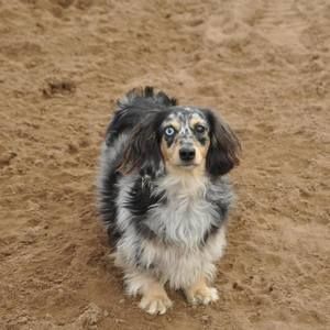 Meet your Posher, Barb